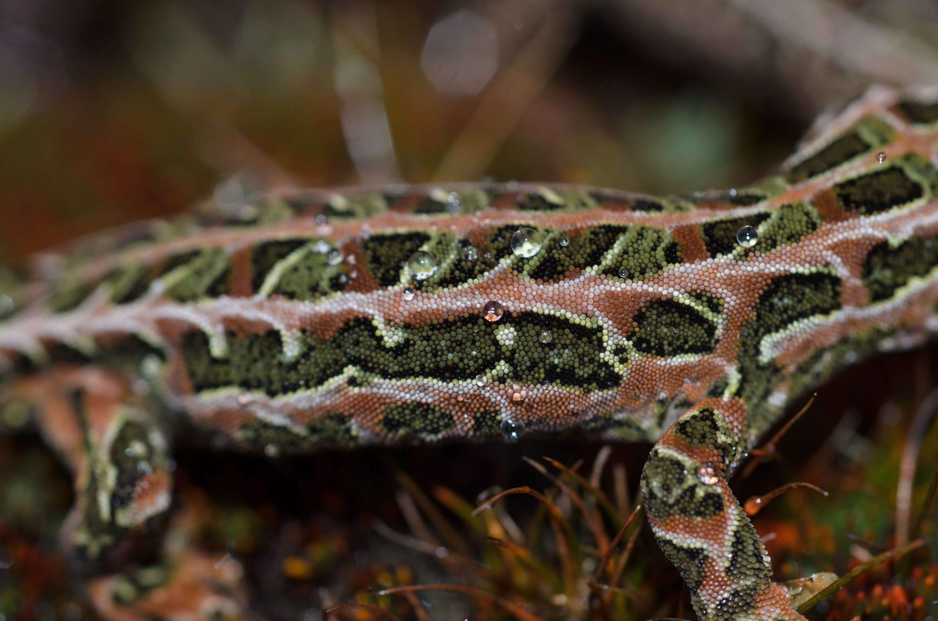 DSC_3029 – Adventure, Crispin, Hoplodactylus, Island, March 2017, National Park, New, New Zealand, Rakiura, South, Stewart, Tukutuku rakiurae, Zealand, amazing, gecko, harlequin gecko, rare, stunning